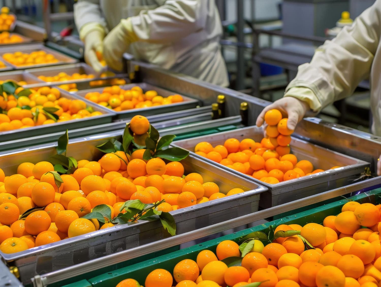 Workers sorting oranges on a food processing line